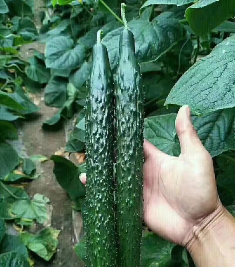 秒接单，夏邑蜜，刺黄瓜，黑条油亮，代发全国