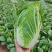 大白菜