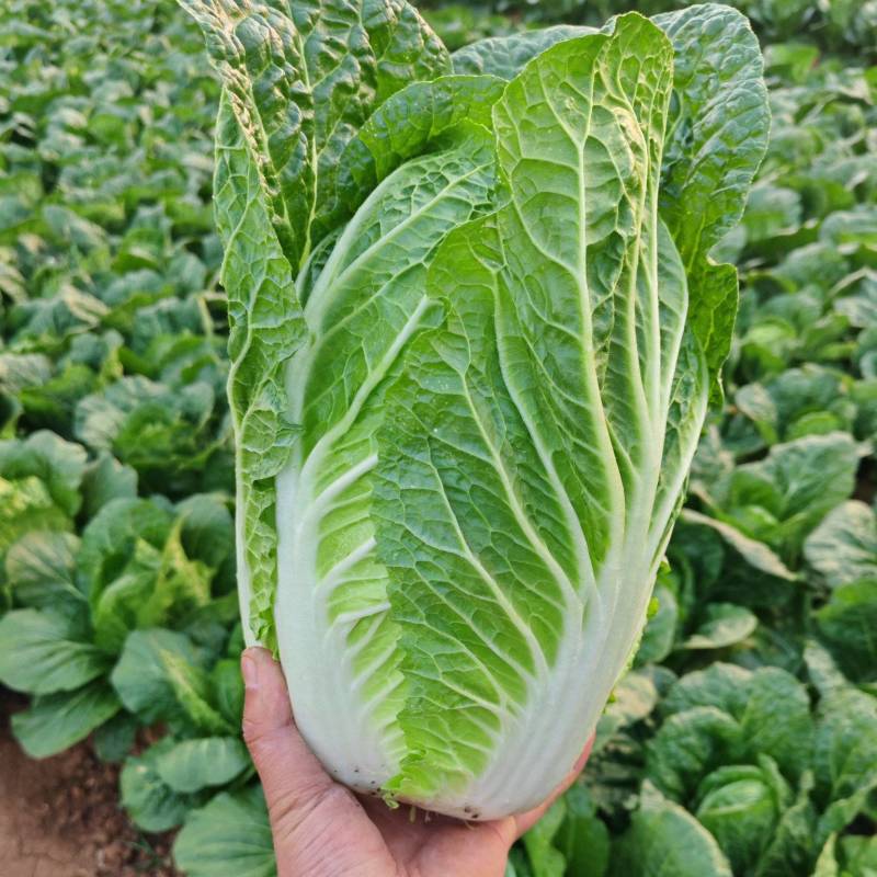 大白菜
