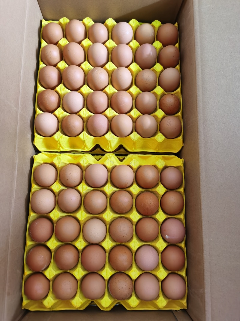 广东褐壳蛋大量供应