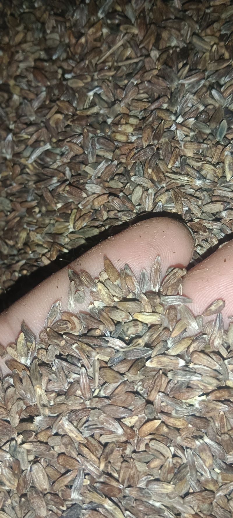 出售纯正自家产的条形朱砂点苍术种子白茬仓术种子质量保