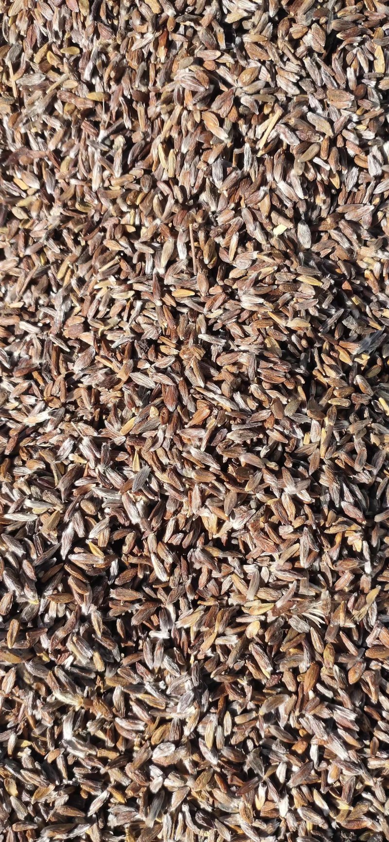 出售纯正自家产的条形朱砂点苍术种子白茬仓术种子质量保