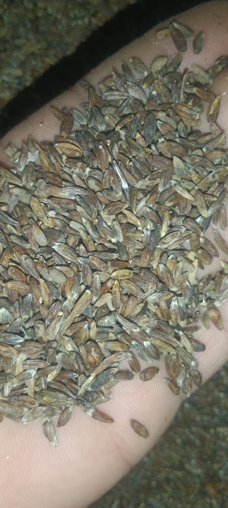 出售纯正自家产的条形朱砂点苍术种子白茬仓术种子质量保
