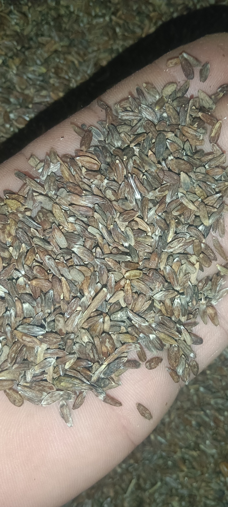 出售纯正自家产的条形朱砂点苍术种子白茬仓术种子质量保