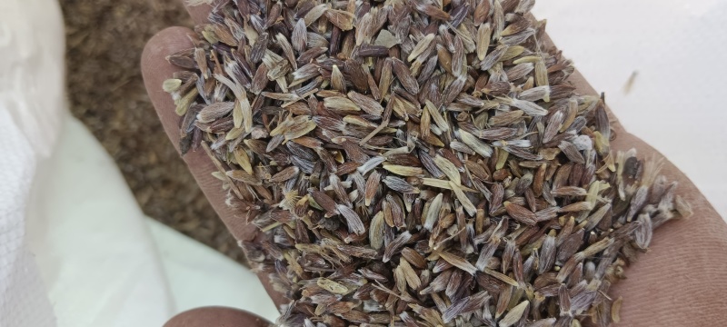 出售纯正自家产的条形朱砂点苍术种子白茬仓术种子质量保