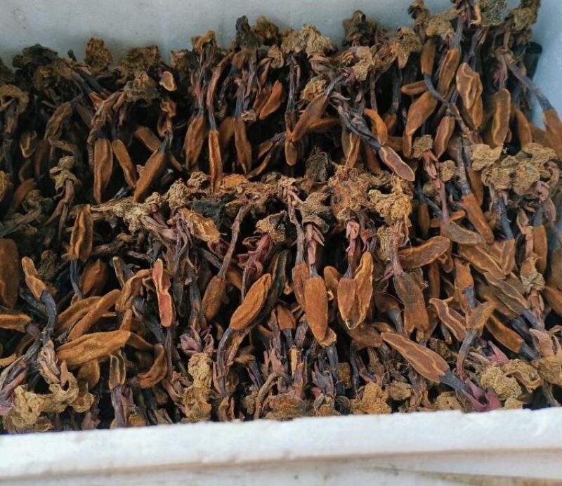 回春草干货颜色好量大议价一手货源基地直发