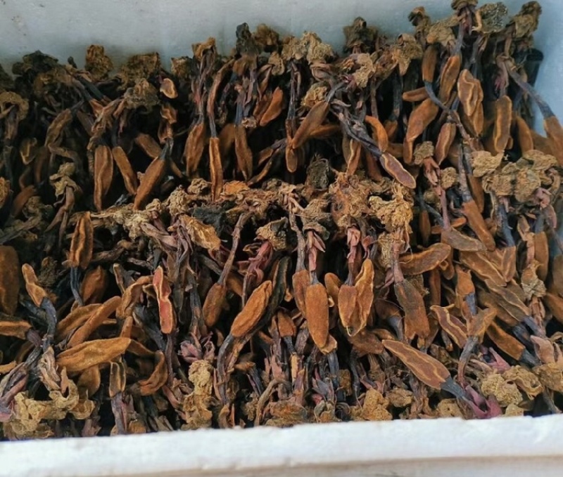回春草干货颜色好量大议价一手货源基地直发