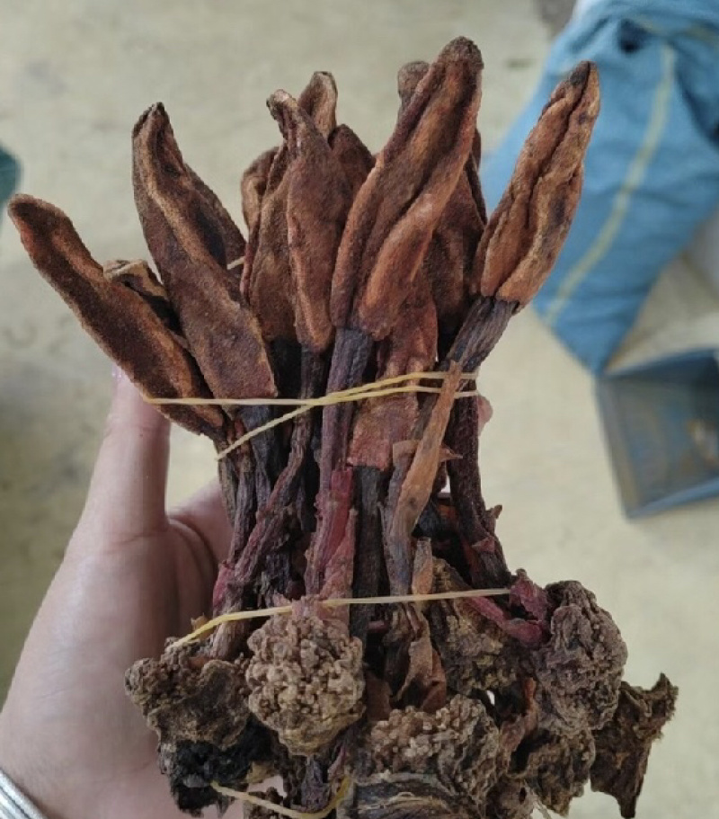 回春草干货颜色好量大议价一手货源基地直发