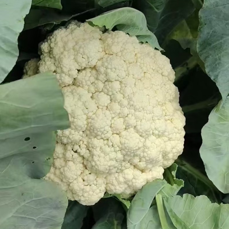 有机花菜大量上市产地直销