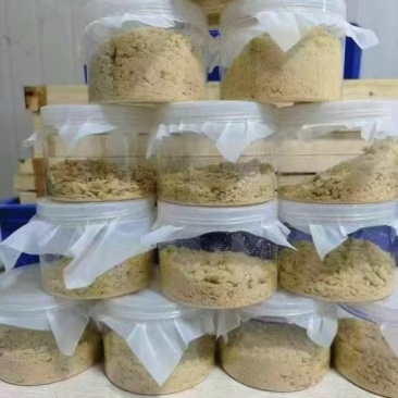 黑水虻孵化虫卵