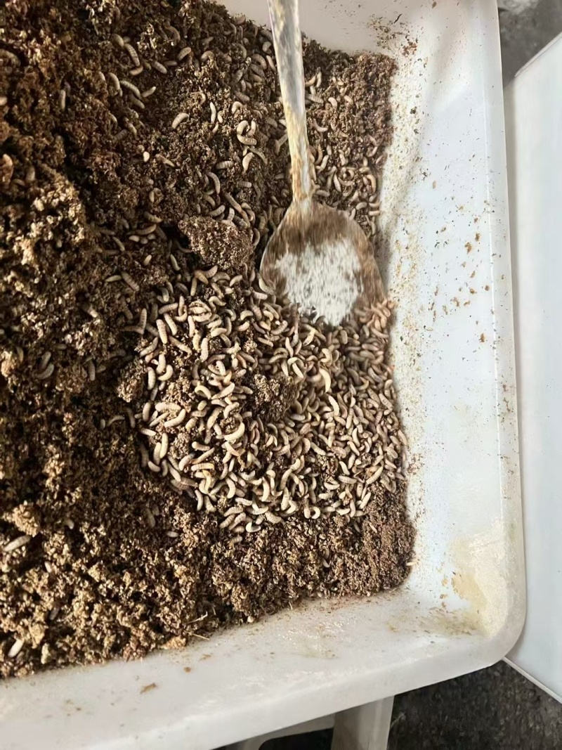 黑水虻孵化虫卵