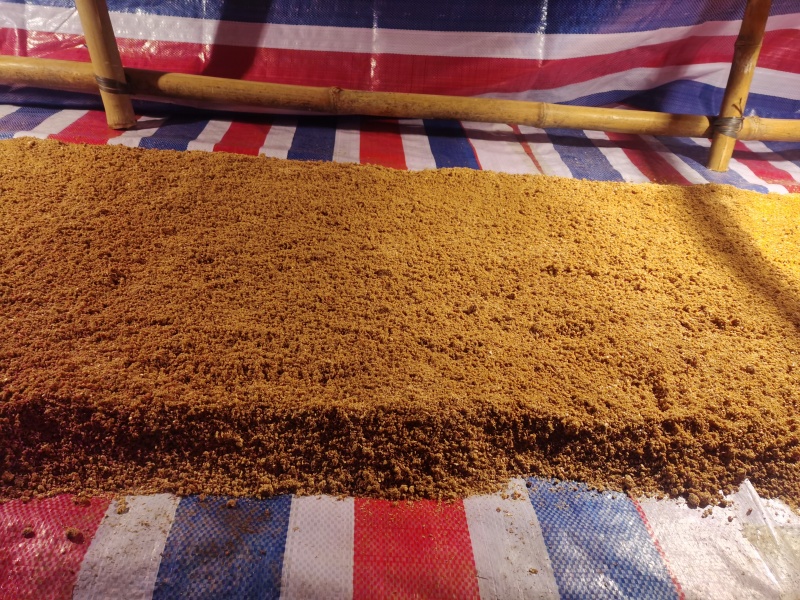 黑水虻孵化虫卵