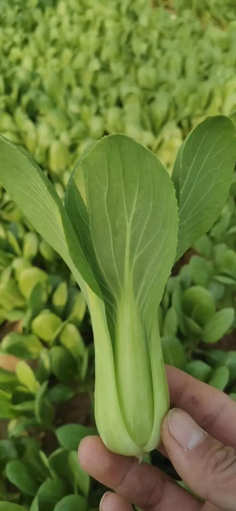江苏精品小青菜，量大质量保证，新鲜采摘，视频实地看货