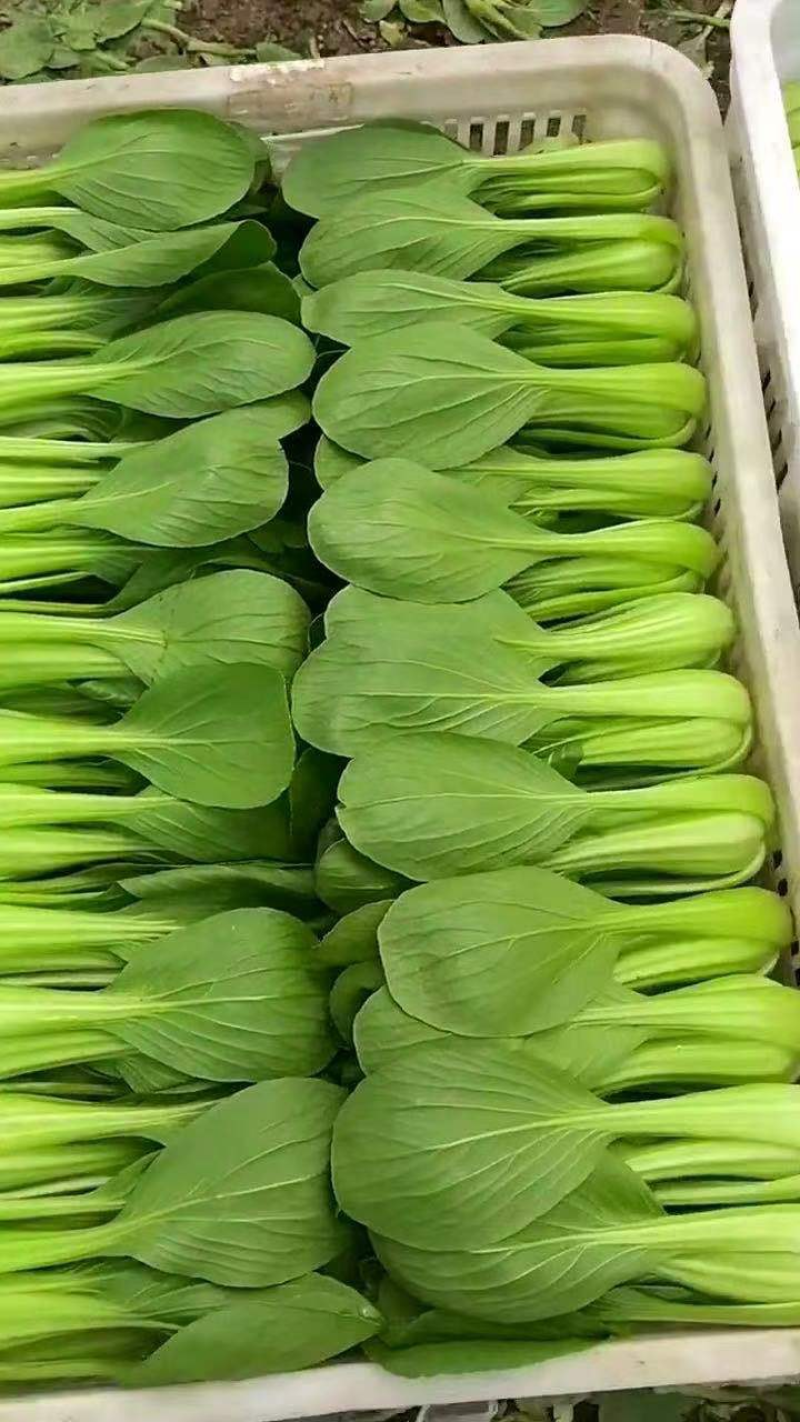 江苏精品小青菜，量大质量保证，新鲜采摘，视频实地看货