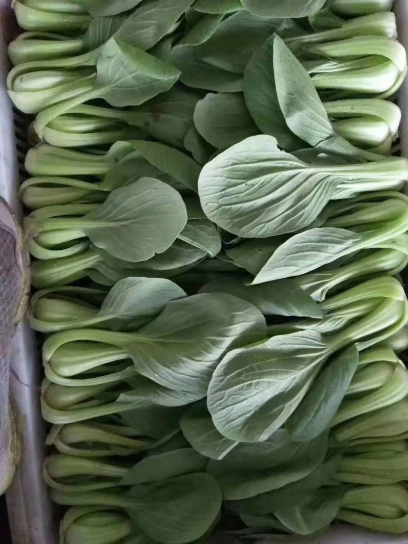 江苏精品小青菜，量大质量保证，新鲜采摘，视频实地看货