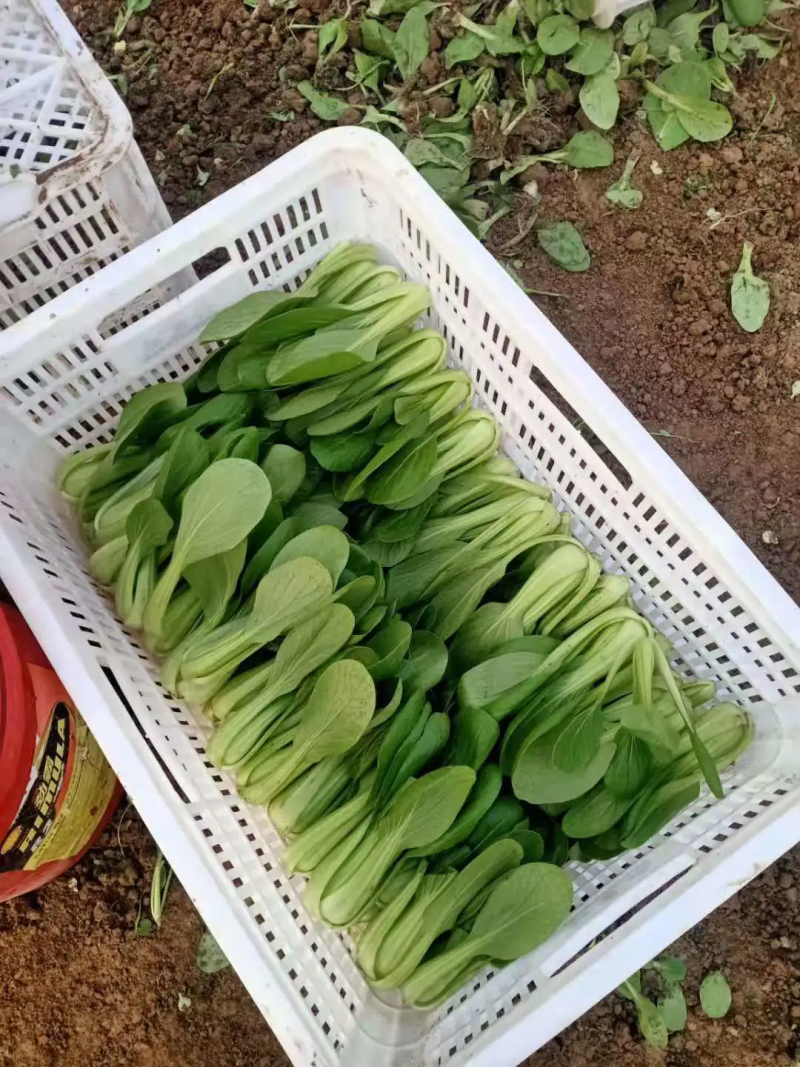 江苏精品小青菜，量大质量保证，新鲜采摘，视频实地看货