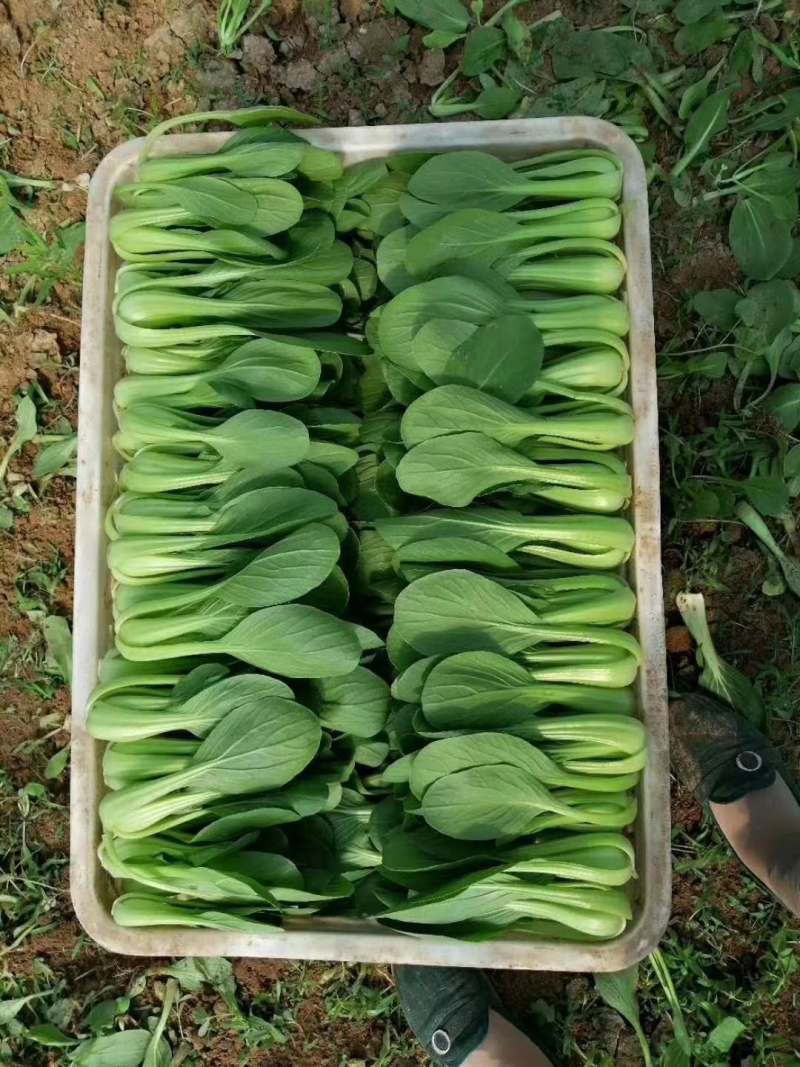 江苏精品小青菜，量大质量保证，新鲜采摘，视频实地看货