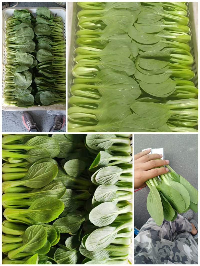江苏精品小青菜，量大质量保证，新鲜采摘，视频实地看货