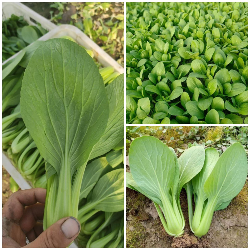 江苏精品小青菜，量大质量保证，新鲜采摘，视频实地看货