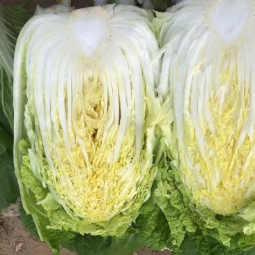 新上市的春白菜大量上市，看货订价，随到随装
