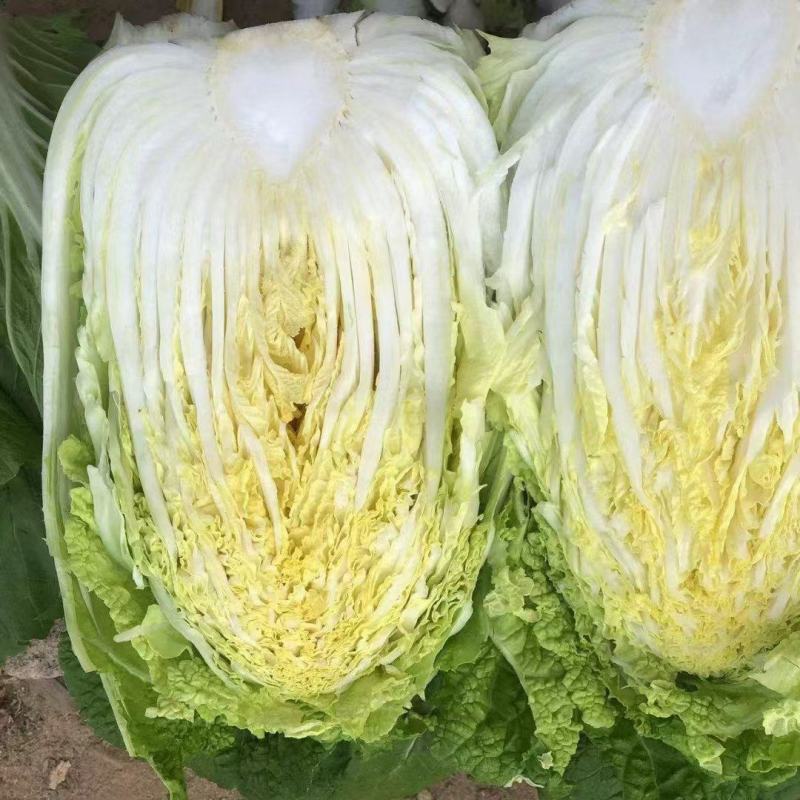 新上市的春白菜大量上市，看货订价，随到随装