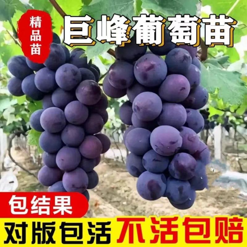 四季种植巨峰葡萄树苗盆栽地栽南北方种植蓝宝石葡萄苗庭院果