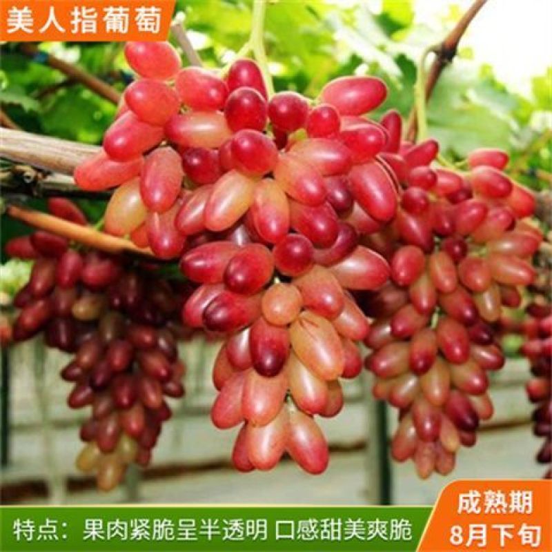 四季种植巨峰葡萄树苗盆栽地栽南北方种植蓝宝石葡萄苗庭院果
