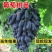 四季种植巨峰葡萄树苗盆栽地栽南北方种植蓝宝石葡萄苗庭院果