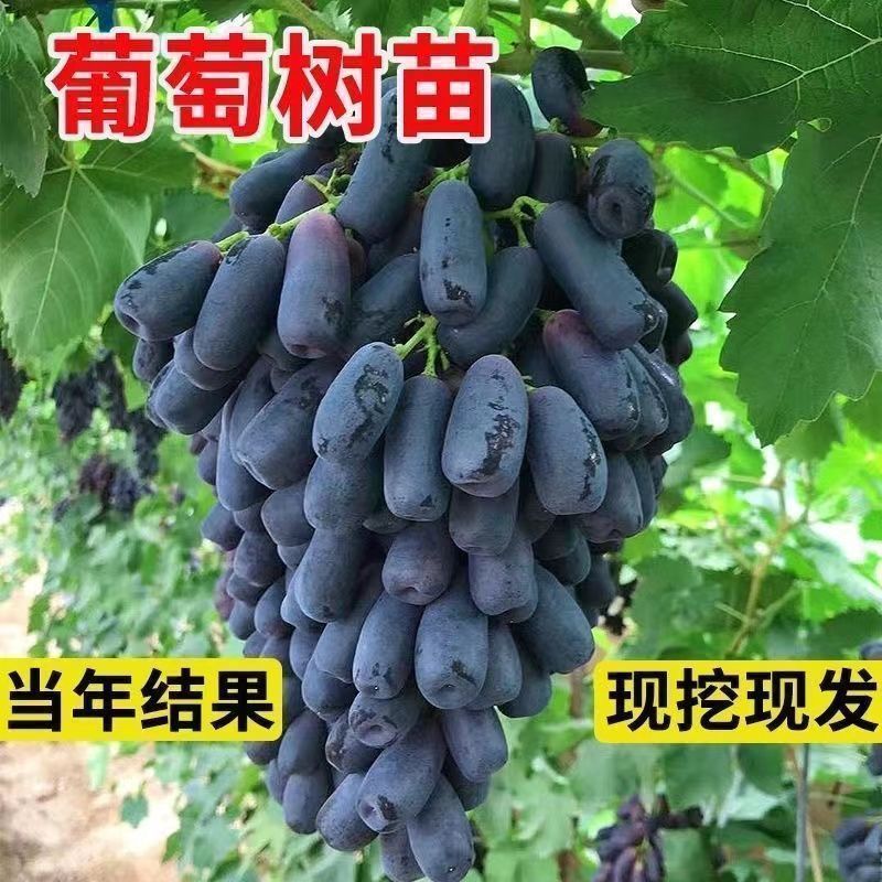四季种植巨峰葡萄树苗盆栽地栽南北方种植蓝宝石葡萄苗庭院果