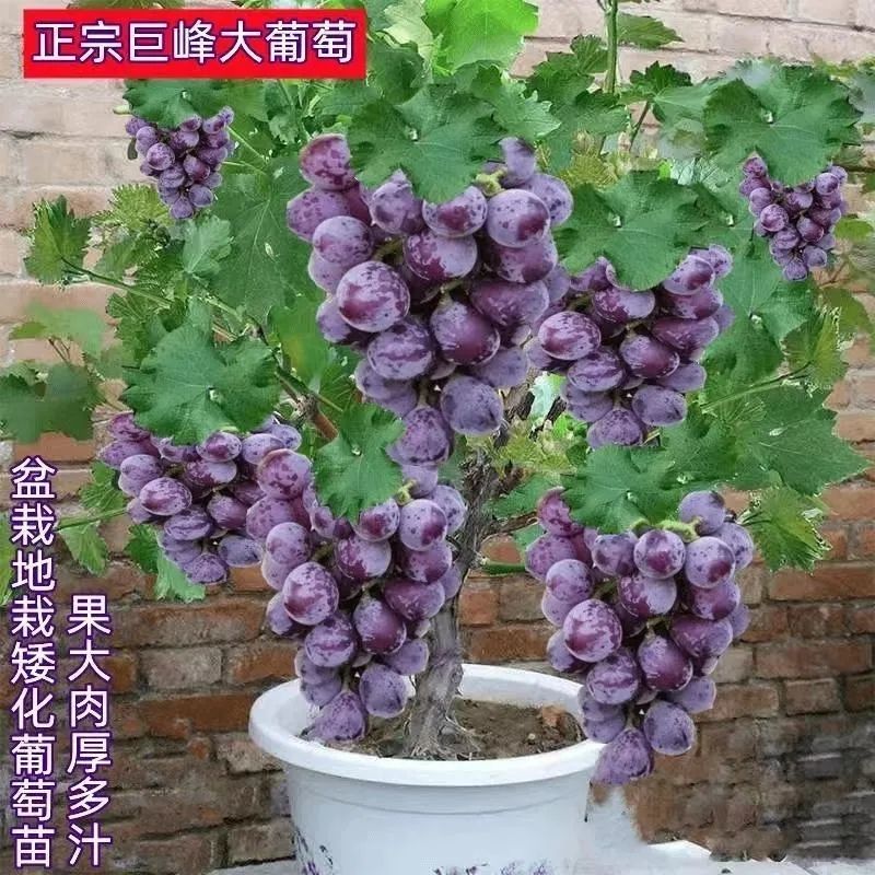 四季种植巨峰葡萄树苗盆栽地栽南北方种植蓝宝石葡萄苗庭院果
