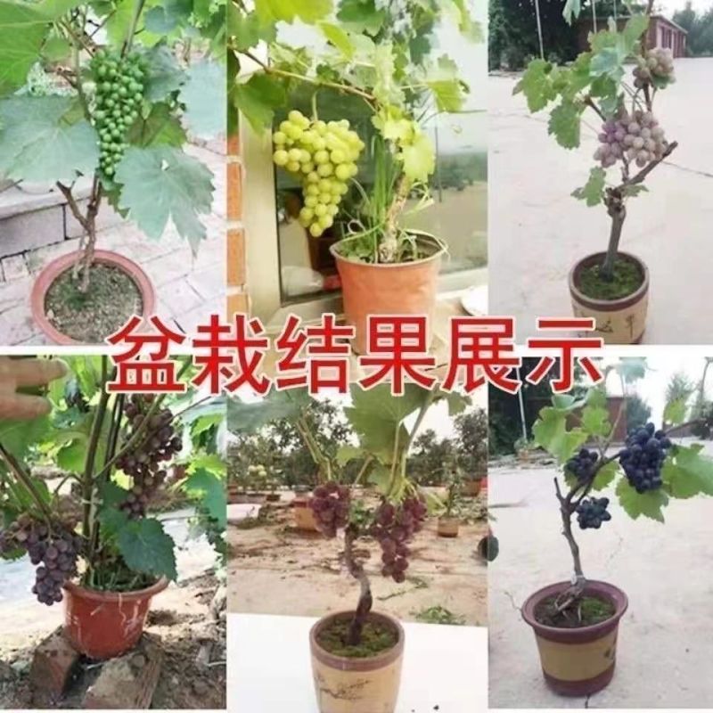 四季种植巨峰葡萄树苗盆栽地栽南北方种植蓝宝石葡萄苗庭院果