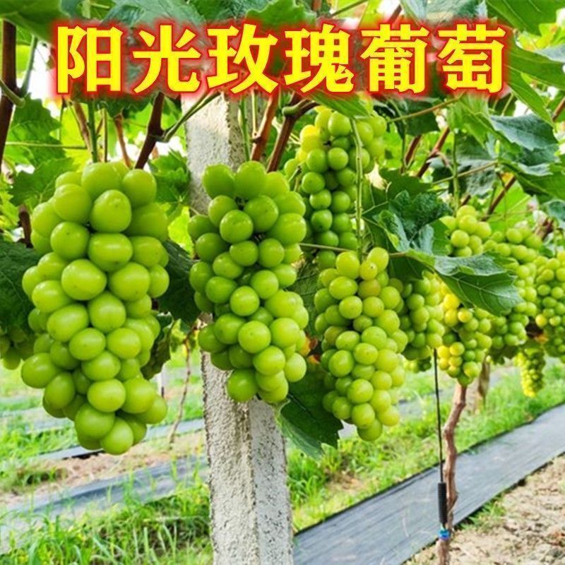 四季种植巨峰葡萄树苗盆栽地栽南北方种植蓝宝石葡萄苗庭院果