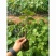 四季种植巨峰葡萄树苗盆栽地栽南北方种植蓝宝石葡萄苗庭院果