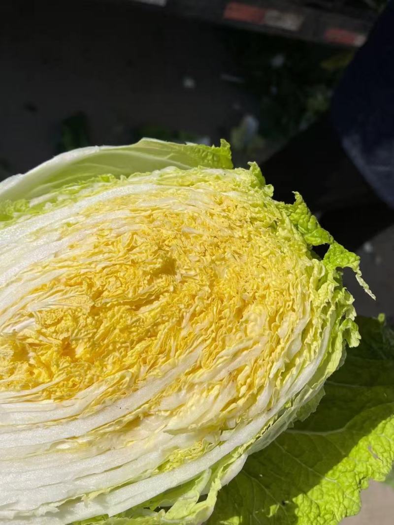 新上市的春白菜大量上市，看货订价，随到随装