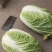 新上市的春白菜大量上市，看货订价，随到随装