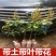 妃子笑带花带土带叶子发货