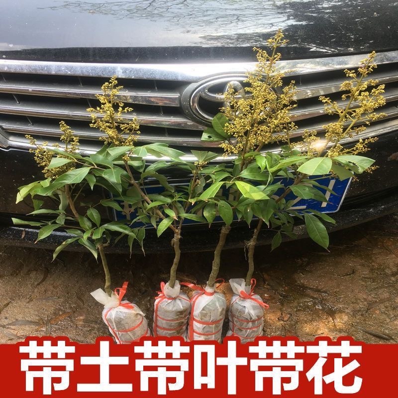 妃子笑带花带土带叶子发货