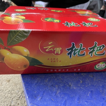 云霄枇杷