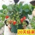 (20天结果)奶油草莓秧苗盆栽四季草莓苗南方北方种植当年