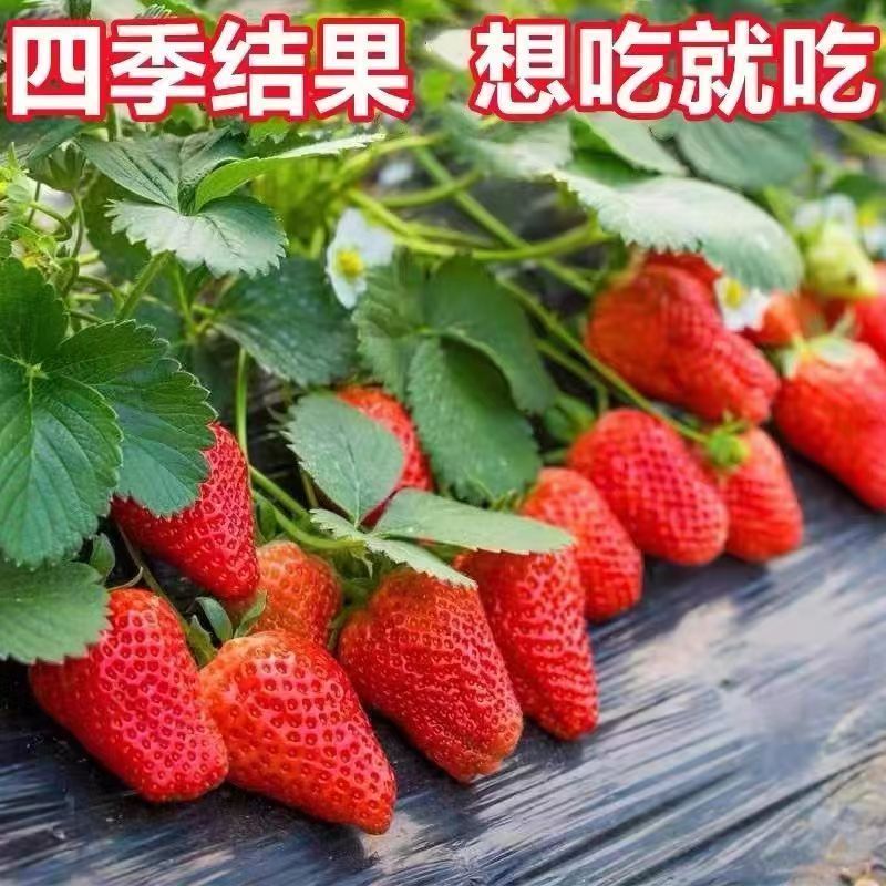 (20天结果)奶油草莓秧苗盆栽四季草莓苗南方北方种植当年