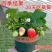 (20天结果)奶油草莓秧苗盆栽四季草莓苗南方北方种植当年