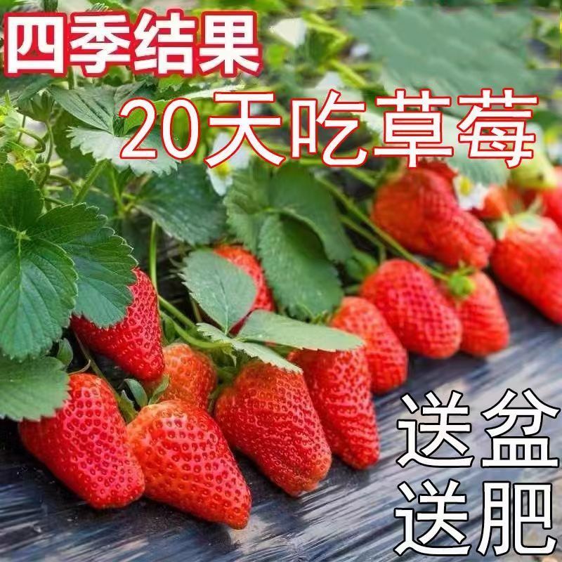 (20天结果)奶油草莓秧苗盆栽四季草莓苗南方北方种植当年