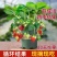 (20天结果)奶油草莓秧苗盆栽四季草莓苗南方北方种植当年