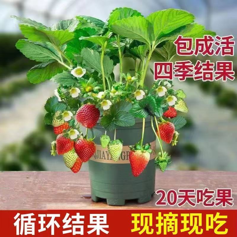 (20天结果)奶油草莓秧苗盆栽四季草莓苗南方北方种植当年