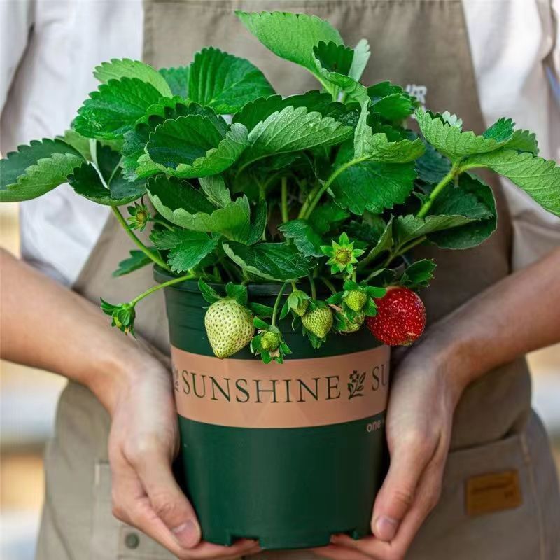 (20天结果)奶油草莓秧苗盆栽四季草莓苗南方北方种植当年