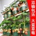 (20天结果)奶油草莓秧苗盆栽四季草莓苗南方北方种植当年