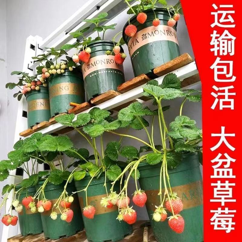 (20天结果)奶油草莓秧苗盆栽四季草莓苗南方北方种植当年