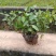 茉莉花