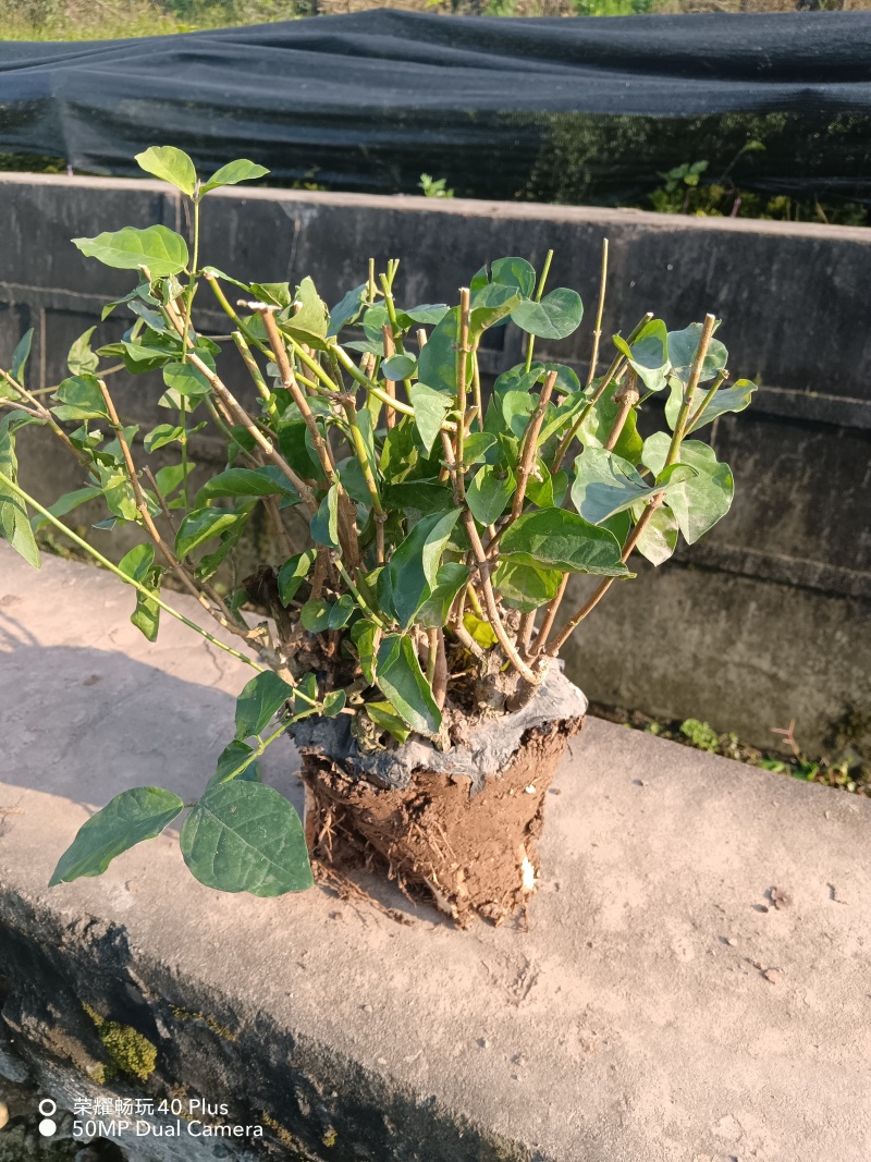 茉莉花