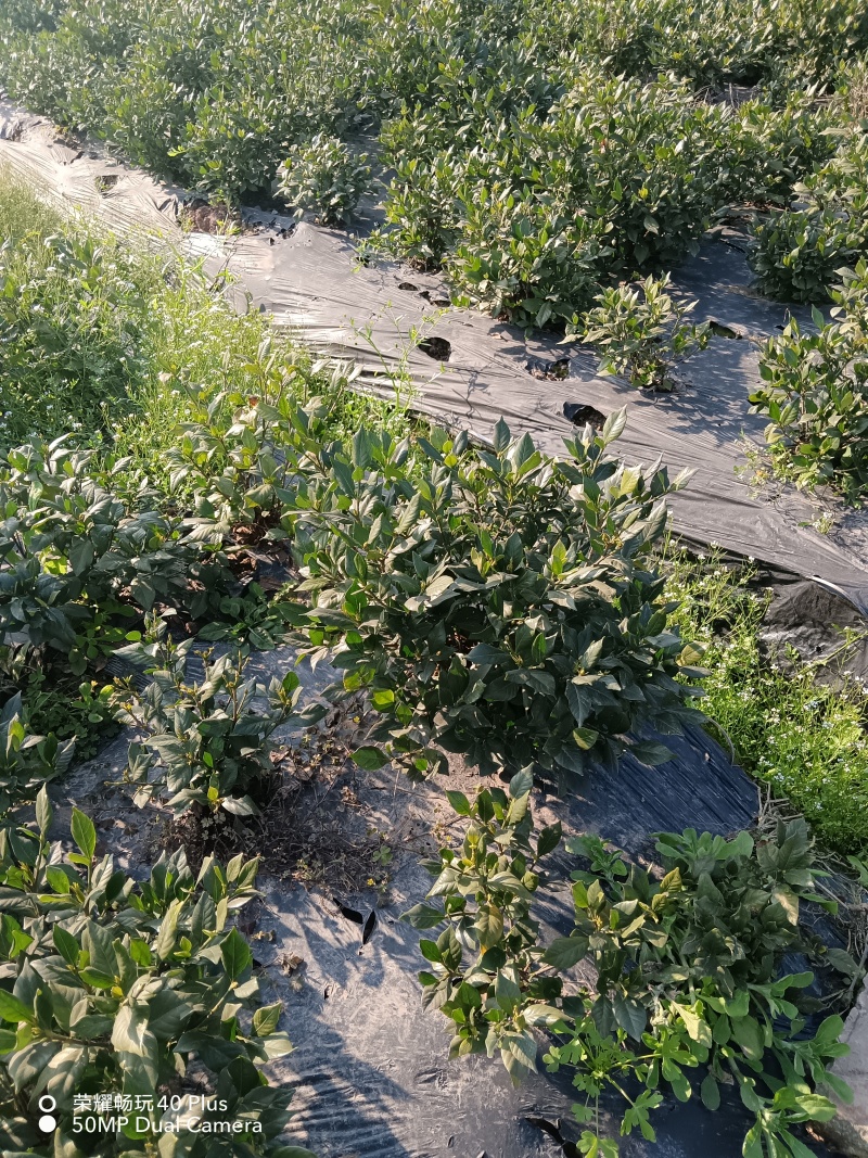 茉莉花